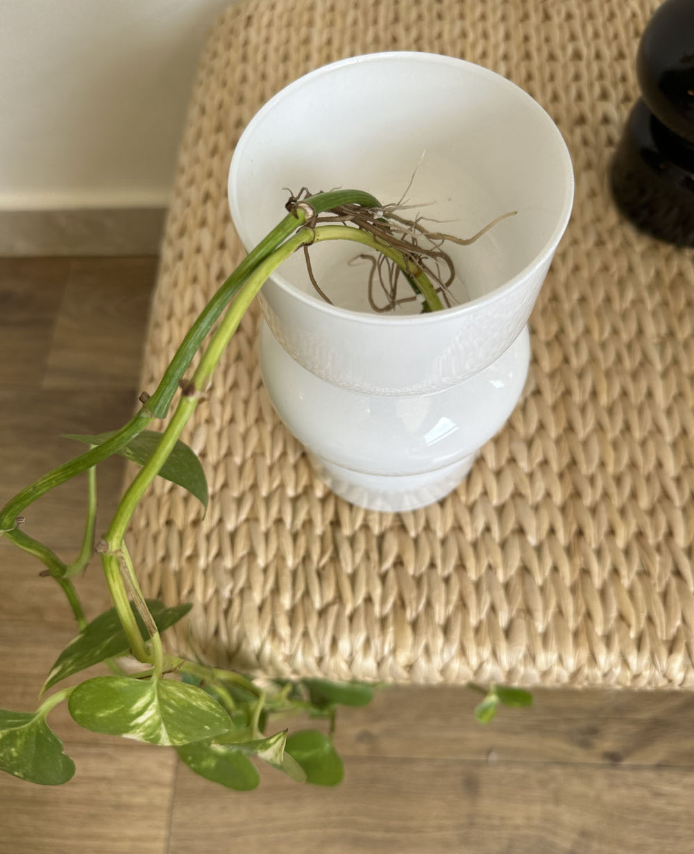 ואזת זכוכית רפאל