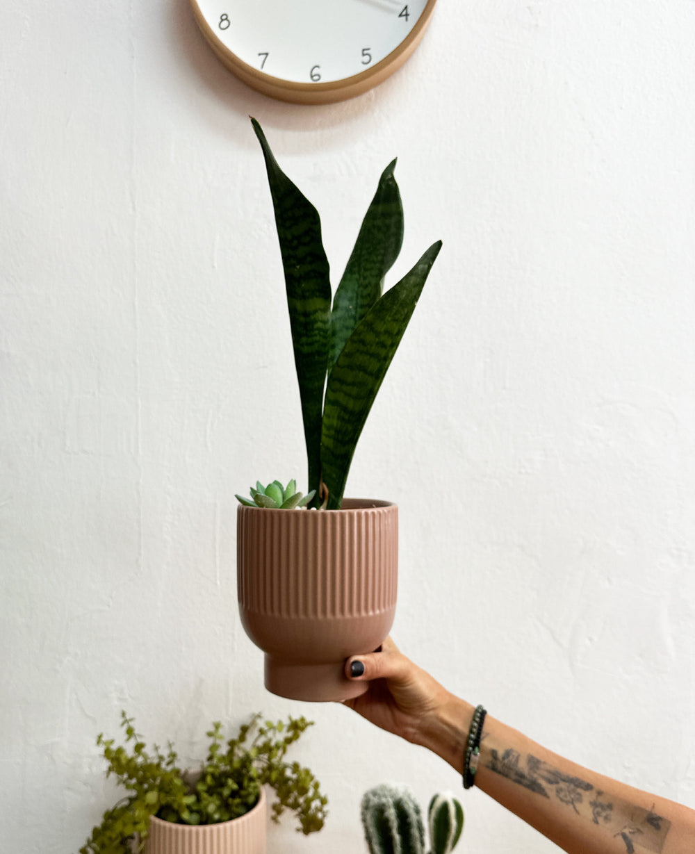 כלי לעציץ סטרייפ