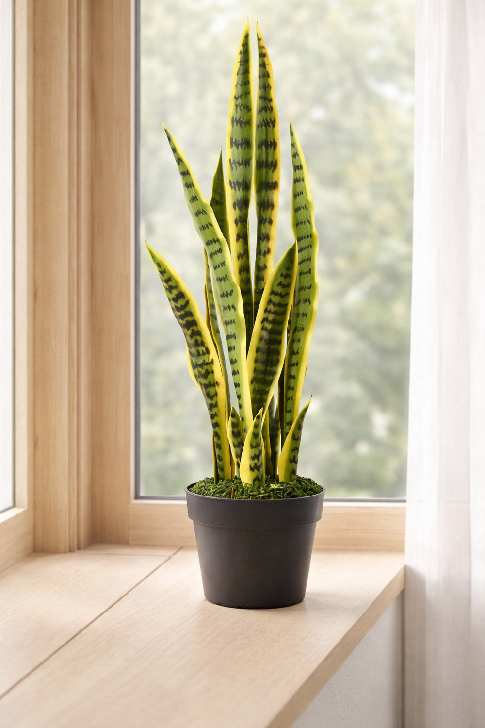 עציץ מלאכותי סנסיוורה