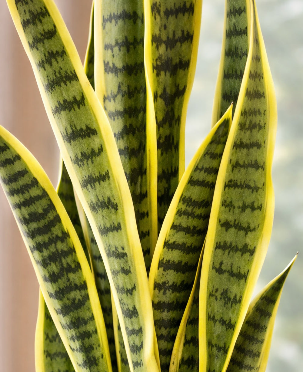 עציץ מלאכותי סנסיוורה