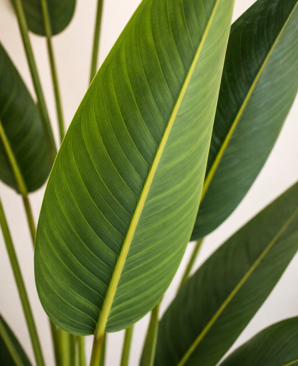 עציץ מלאכותי ציפור גן עדן