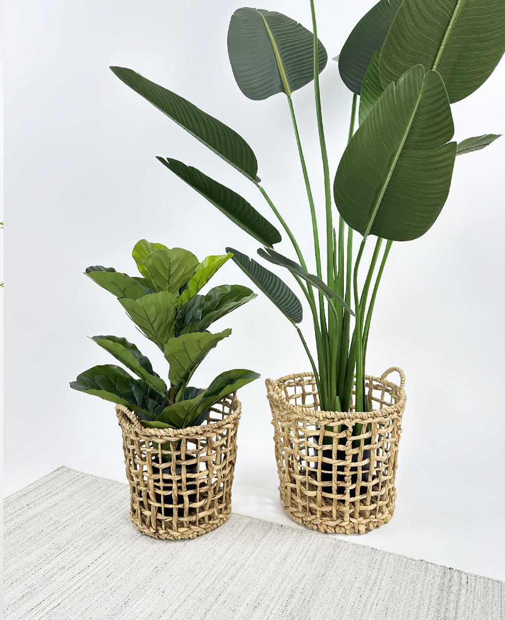 סלסלת עשב ים פאפי