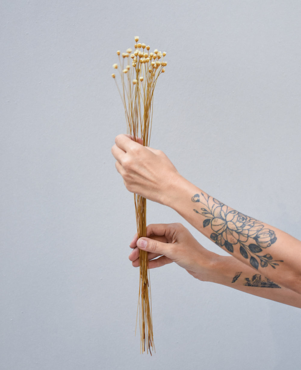 זר גיבסנית מיובש