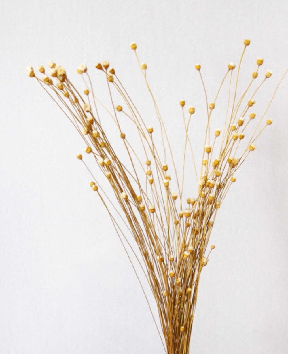 זר גיבסנית מיובש