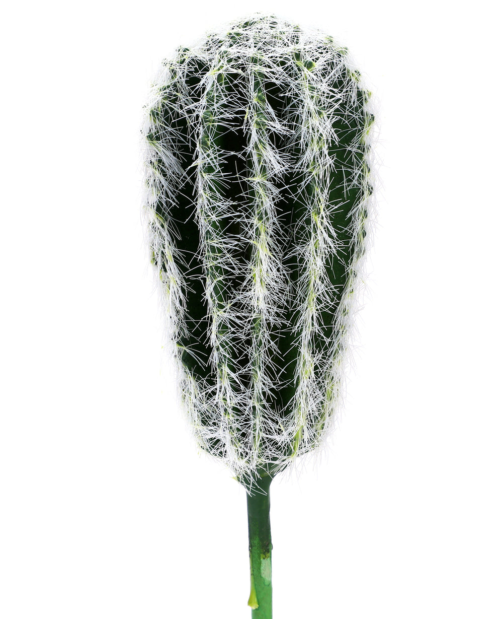 קוץ אריזונה לשתילה