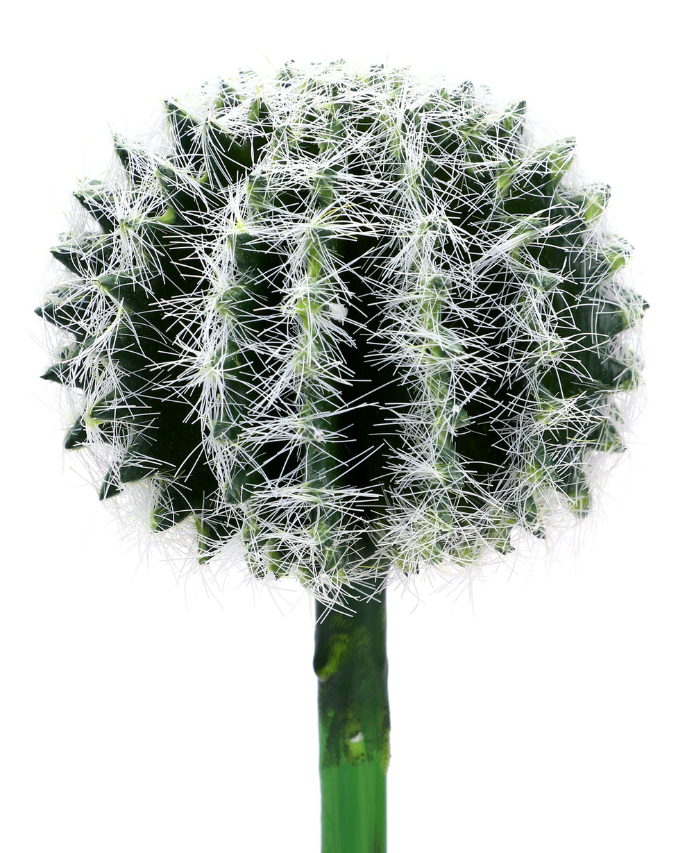 קוץ קולורדו לשתילה