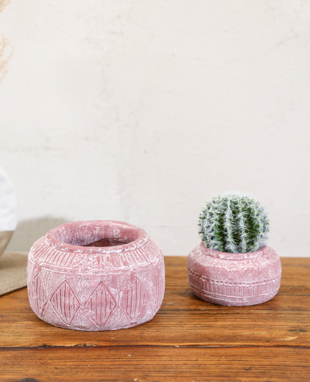 קוץ קולורדו לשתילה