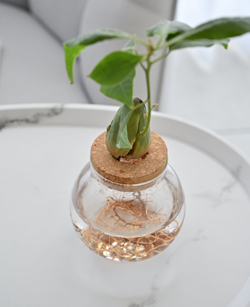 צנצנת זכוכית הידרופונית