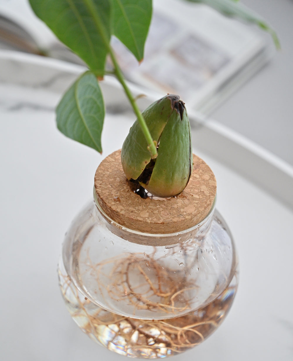 צנצנת זכוכית הידרופונית