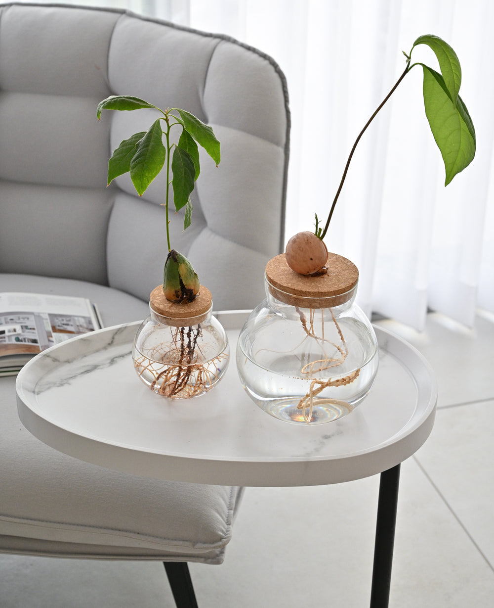 צנצנת זכוכית הידרופונית