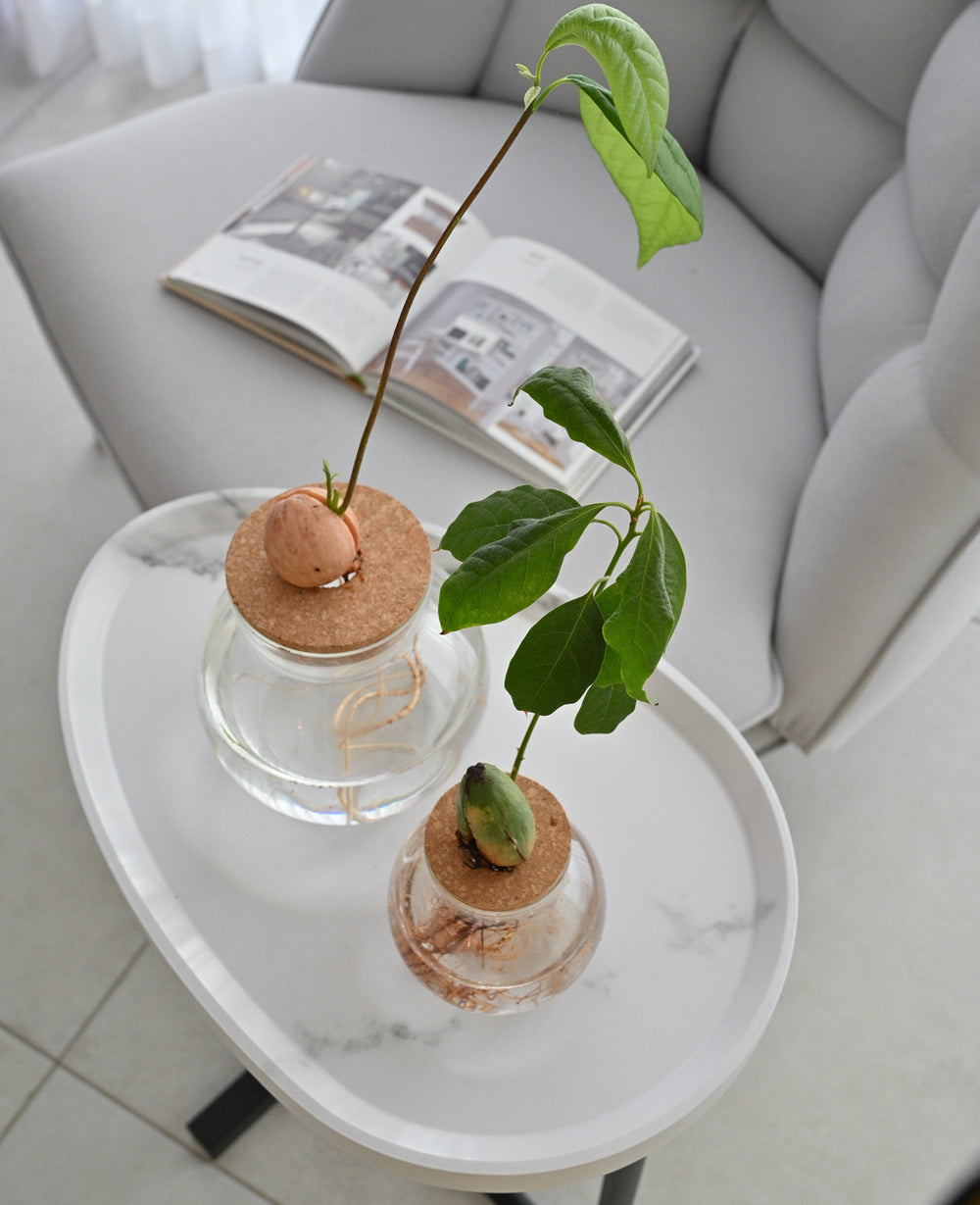 צנצנת זכוכית הידרופונית