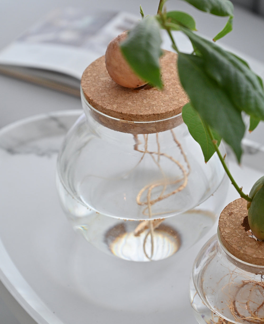 צנצנת זכוכית הידרופונית