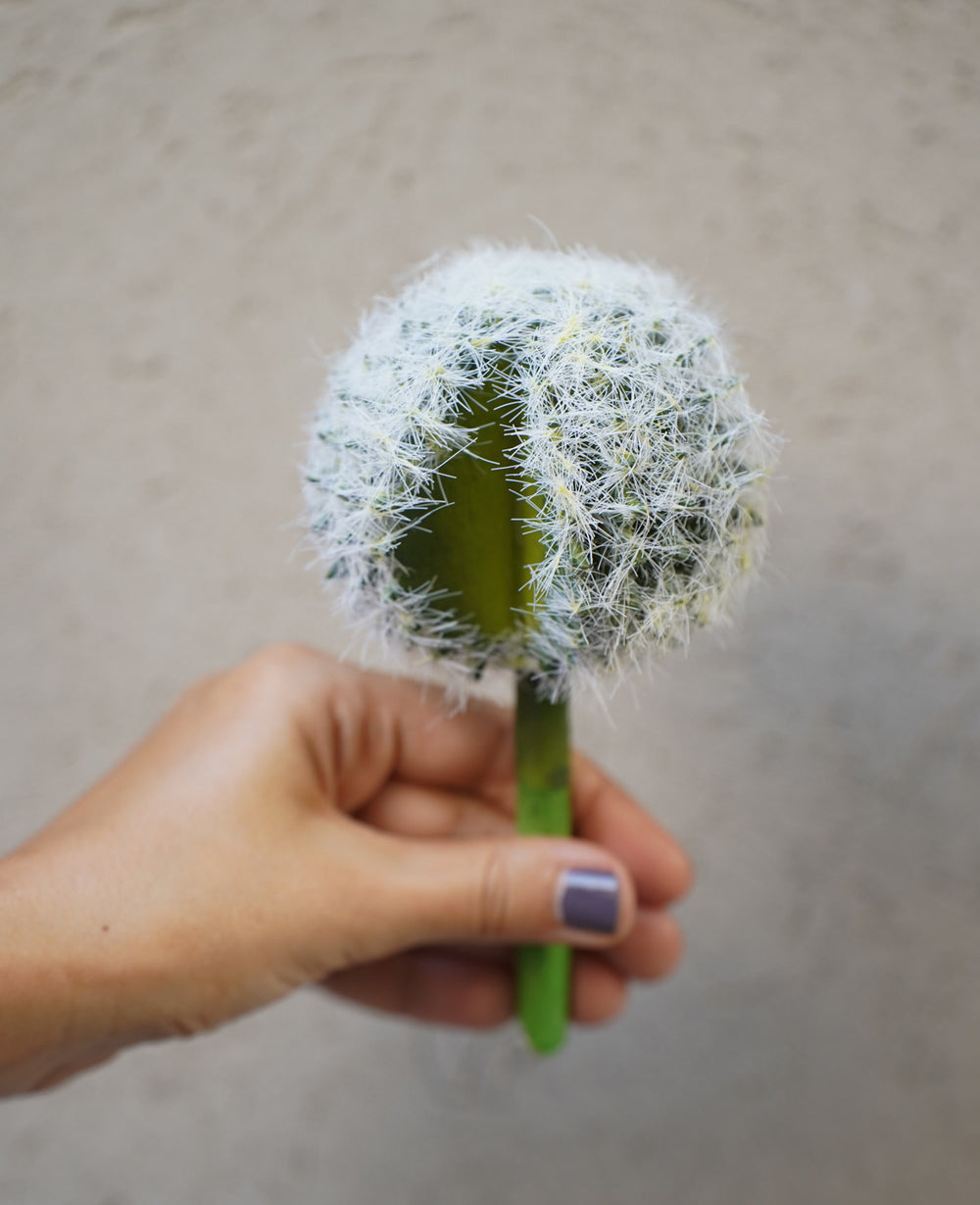 קוץ קולורדו לשתילה