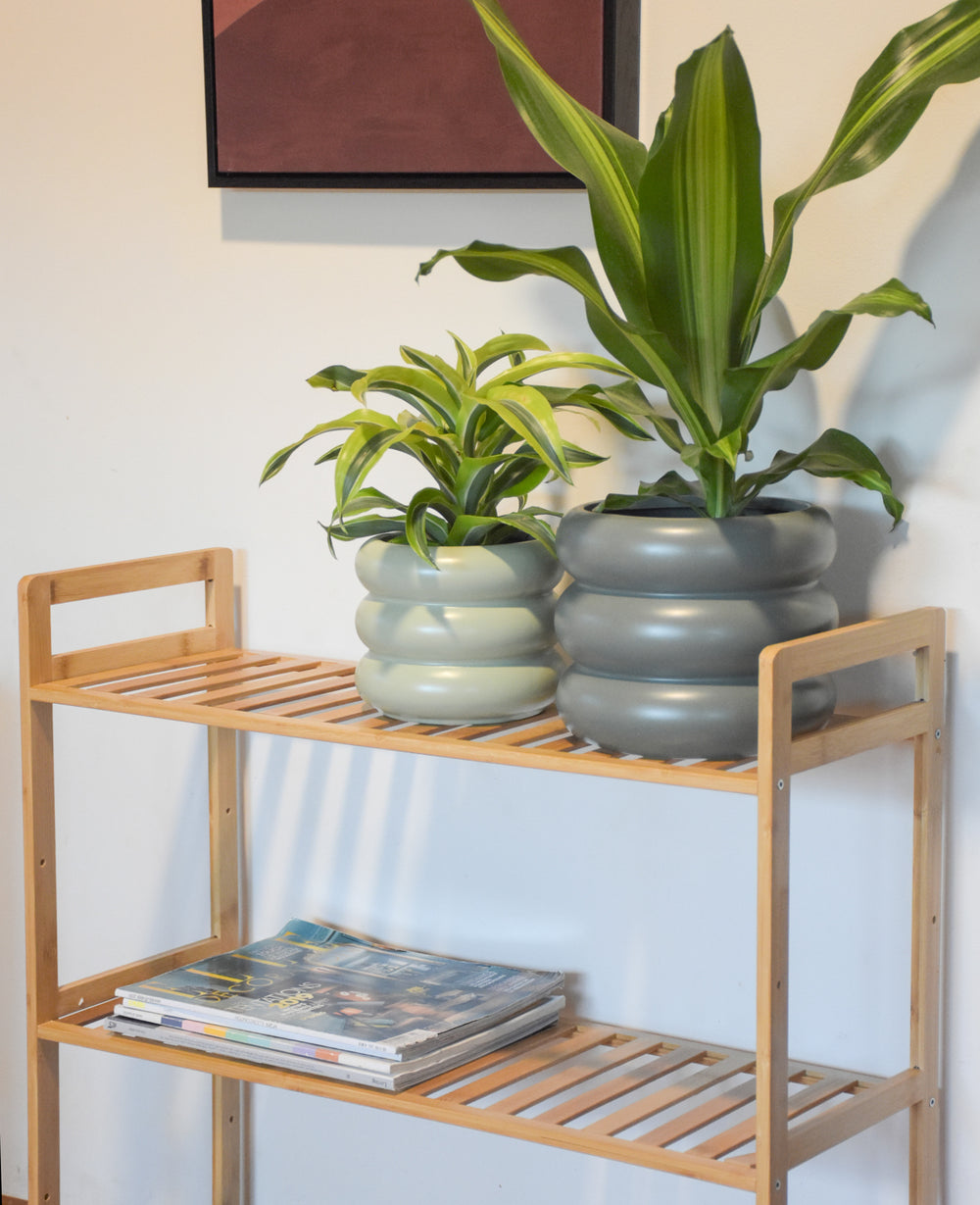 כוננית במבוק CONANIT