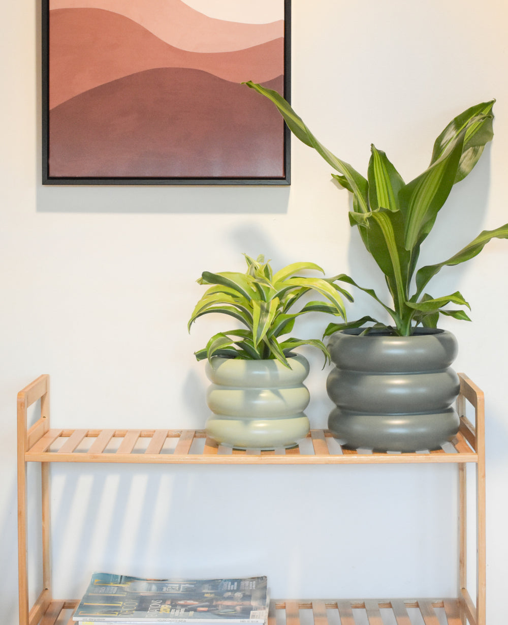 כוננית במבוק CONANIT