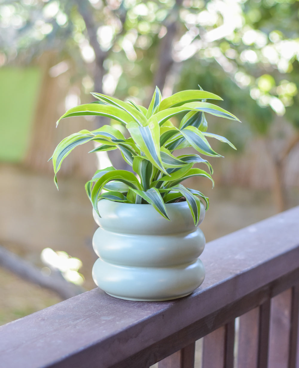 עציץ קרמיקה דונה