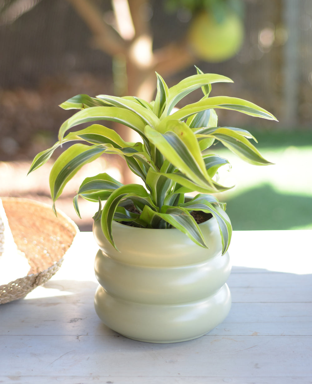 עציץ קרמיקה דונה