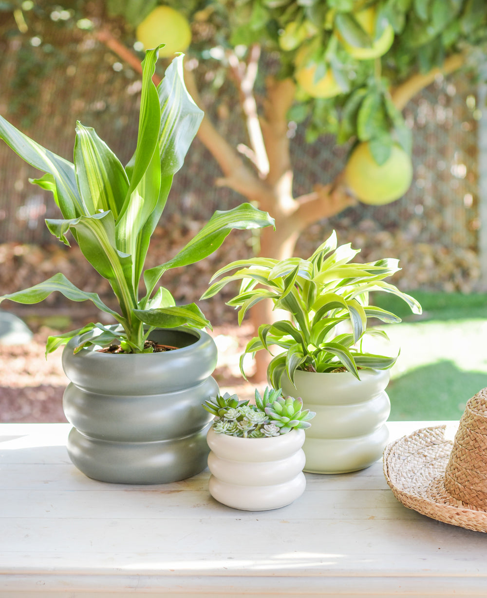 עציץ קרמיקה דונה